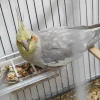 عروس هلندی وحشی