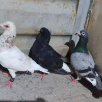 کبوتر جوجه کشیدی و هوایی