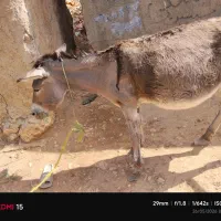 الاغ