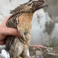 بلدرچین نر کب