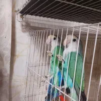 کوتوله راهب یا وایت فیس