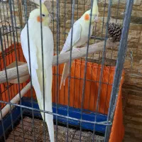 عروس هلندی لوتینو جفت بالغ،معاوضه با برزیلی