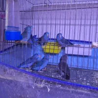 طوطی پروتلت