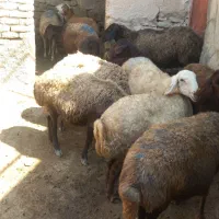 میش داشتی ابستن