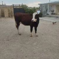 گوساله ماده