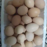 تخم مرغ رسمی و تازه