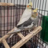 عروس هلندی نر و ماده