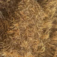 کاه پرسی|لوازم جانبی حیوانات|دزفول, |دیوار