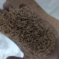 فجر درجه دیگ قلویر شده بدون دله
