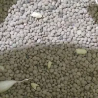 نوژی قرمزکشت امسال