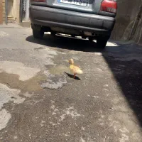اردک