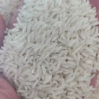 برنج هاشمی ولاشه هاشمی