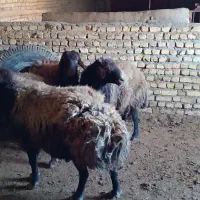 قوچ‌درج‌1.میش‌بره‌دار