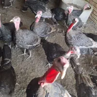 فروش بوقلمون برنز