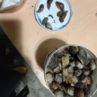 حلزون باغی|خزنده|پرهسر, |دیوار