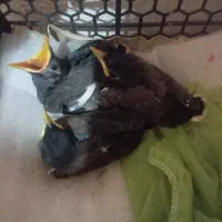 جوجه مینا شهریار