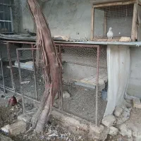 قفس اهنی  برای مرغ و کبوتر