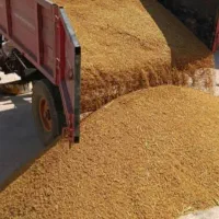 برنج کامفیروزی مستقیم از کشاورز خرید کنید
