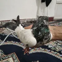 کبوتر|پرنده|کوهدشت, |دیوار