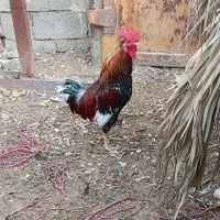 یک خروس گلین جوان برای فروش