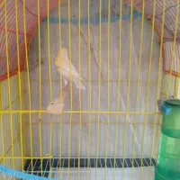 قناری|پرنده|خوی, |دیوار
