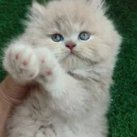فروش بچه گربه پرشین