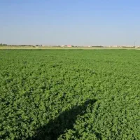 افزایش 2 تن یونجه در هر چین زود تماس بگیر