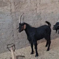 بزغاله دوبری