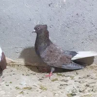 کفتر