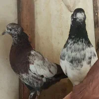 کبوتر تهرونی
