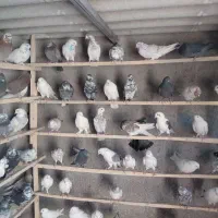 کفتر پرشی کویر کاشان