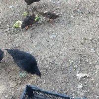 ۲ عدد اردک سالم فقط قابل معاوضه با مرغ و جوجه
