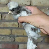 حراج جوجه سلطان