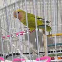 کوتوله طوطی برزیلی هفت رنگ سه ماهه