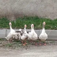 تخم غاز نطفه دار تازه ودرشت 20عدد