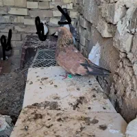 کبوترجفت سفید با دوکت ویک کله تاب نر