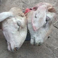 کله پاچه
