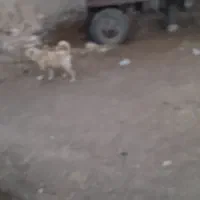 محسن یارمحمدی ا