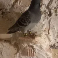 سبز|گربه|اسفراین, |دیوار