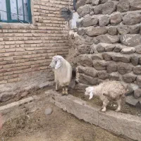 یک عده بزشیری خانگی بابزغاله نر