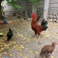 خروس عالی جوان مرغ لاری اصل انتیقه مرغ نژاددار
