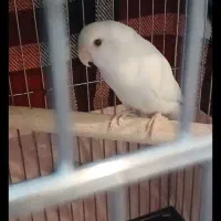 طوطی برزیلی کاملا اجتماعی