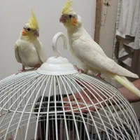 دو عدد جوجه عروس و یه جفت تخم گزار