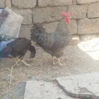 خروس پلیموت معاوضه با مرغ تخم گذار