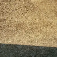 کاه سیاه دانه