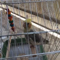 عروس هلندی نر