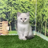 گربه بیریتیش سیلور بلو