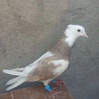 طوقی ماده