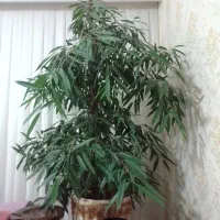 گل بنجامین آمستل