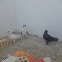 ماده بومب پرشی